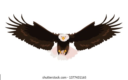 beautiful bald eagle flying