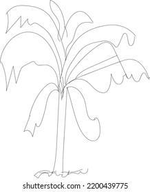 A Beautiful Banana Tree Line Art Design