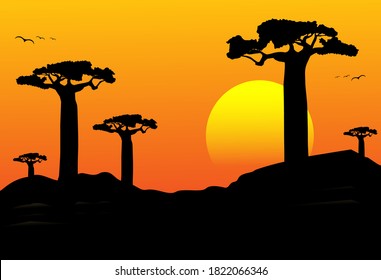 Schöne Baobab-Bäume bei Sonnenuntergang.