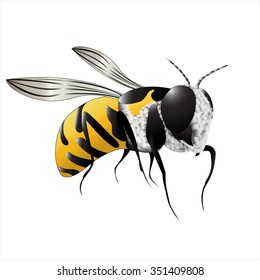 Beautiful bee on a white background. Vector illustration.
