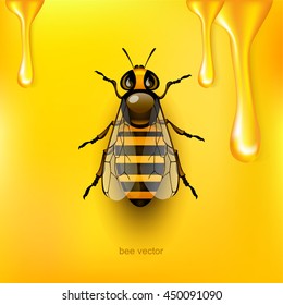 Beautiful bee. Vector illustration EPS 10