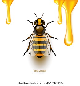 Beautiful bee. Vector illustration EPS 10