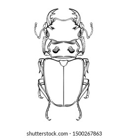 Beautiful beetle on a white background in linear style. Hand-drawn.