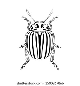 Beautiful beetle on a white background in linear style. Hand-drawn.