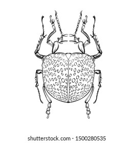 Beautiful beetle on a white background in linear style. Hand-drawn.