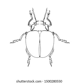 Beautiful beetle on a white background in linear style. Hand-drawn.