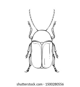 Beautiful beetle on a white background in linear style. Hand-drawn.