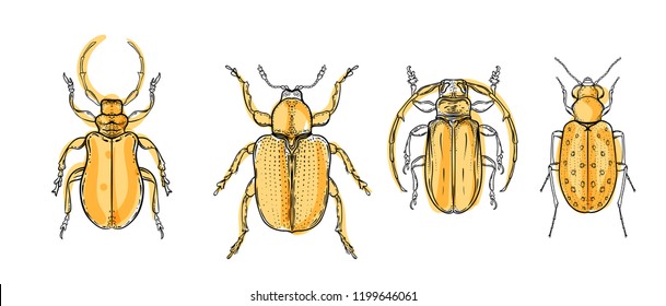 Beautiful beetle over sacred geometry, isolated vector illustration. Tattoo sketch. Mystical symbols and insects. Alchemy, religion, occultism, spirituality, coloring book. Hand-drawn vintage.