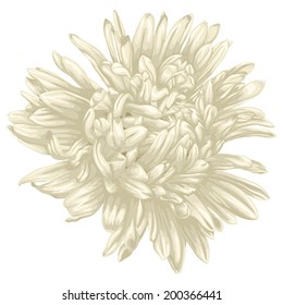 Beautiful beige aster isolated white background   Hand  drawn and effect drawing in watercolor