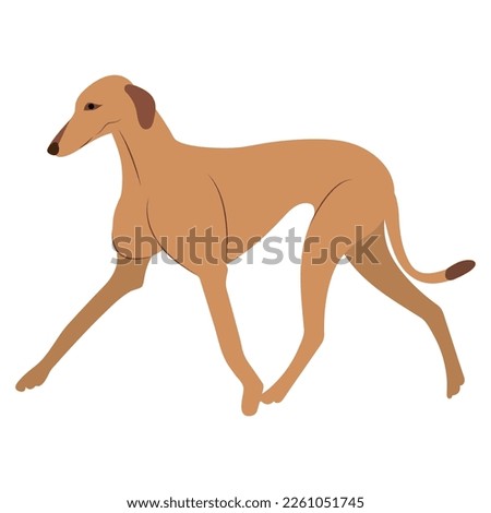 Beautiful beige greyhound imposingly walks