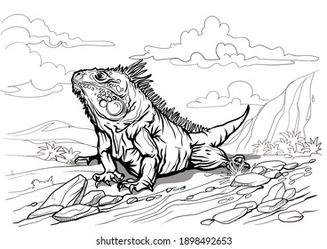 A beautiful big iguana. Reptile coloring page for children and adults, hand drawn illustration. A4 size. Design for wallpapers, packaging, postcards and posters. Black and white. Wild nature