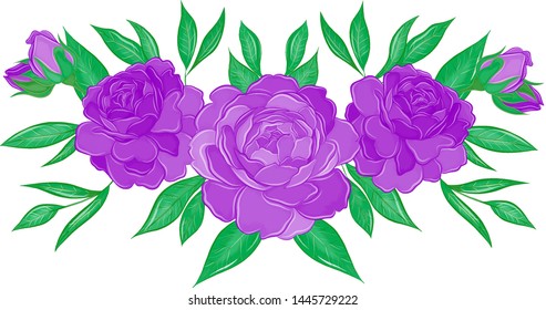 beautiful big purple peonies vector