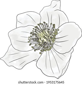 Beautiful big white flower in watercolor style, vector illustration