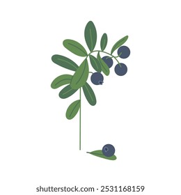 Beautiful bilberry bush with berries and leaves isolated on white background. Hand drawn vector flat doodle colored illustration. Blueberry forest plant, vitamin, medical herb, tea design