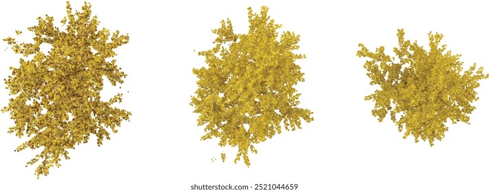 Beautiful birch Trees isolated on white background from top view