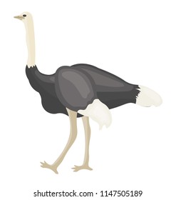 
A beautiful bird with beak and long thin legs depicting  ostrich 
