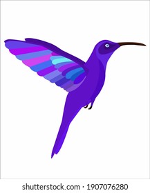 A beautiful bird called as colibri.