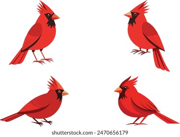 beautiful bird cardinal vector artwork illustration