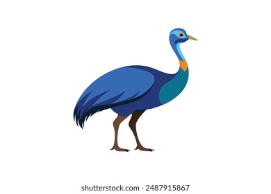 Beautiful bird Cassowary vector art illustration 