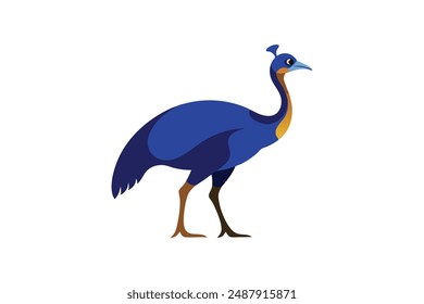 Beautiful bird Cassowary vector art illustration 