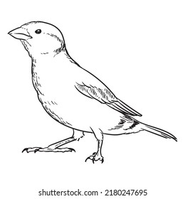 beautiful bird detailled hand drawing
