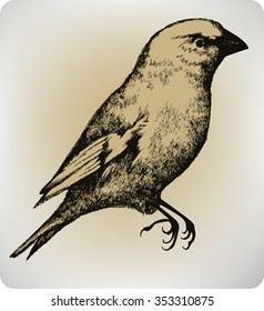Beautiful bird, hand drawing, vector illustration.