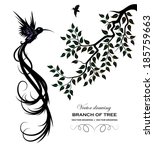 Beautiful bird with long curly a tail. Tree branch with leaves.