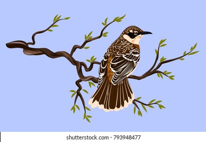 A beautiful bird with motley plumage sits on a branch