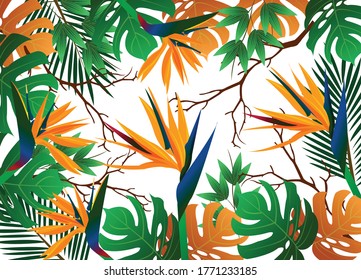 Beautiful Bird of Paradise tropical flowers and green leaves on white background
