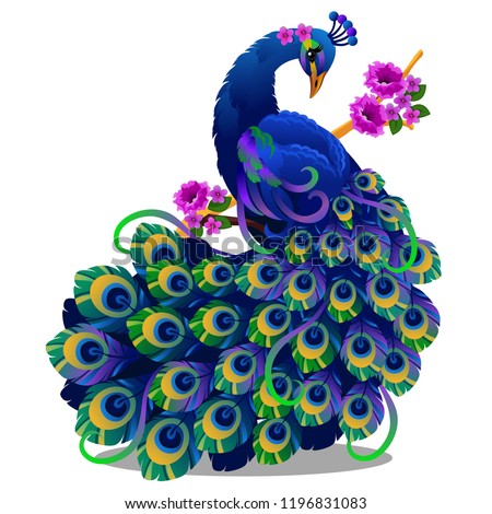 Similar – Image, Stock Photo peacock Luxury Wild animal