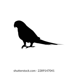 a beautiful bird silhouette. Isolated vector ,bird illustration
