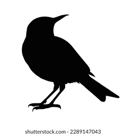 a beautiful bird silhouette. Isolated vector ,bird illustration