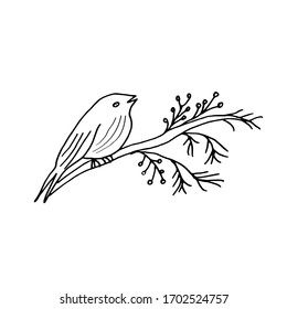 A beautiful bird sits on a branch with leaves and berries. Bird on a white background. Doodle Black lines on a white background. Coloring.