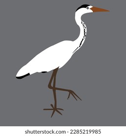 a beautiful bird vector art work,bird vector illastration