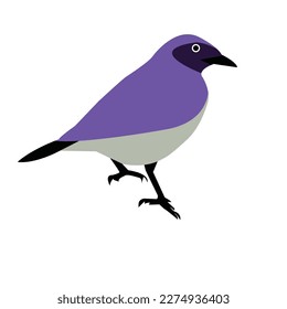 a beautiful bird vector artwork