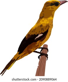 beautiful bird vector or illustration