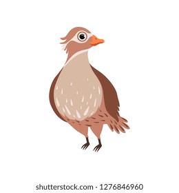 Beautiful bird vector Illustration on a white background