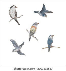beautiful bird vector various poses