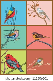 beautiful birds