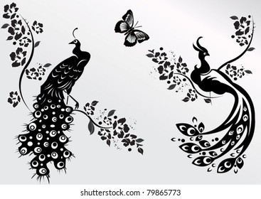 Beautiful birds