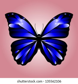 Beautiful black and blue butterfly.