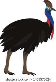 A beautiful black cassowary standing with a beautiful blue neck , vector, color drawing or illustration.