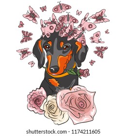 Beautiful black Dachshund with a pink rose in his teeth, with butterflies over his head. Illustration for printing, magazine, poster, clothes.