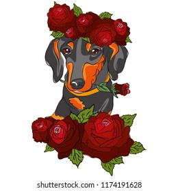 a beautiful black Dachshund in a red wreath of gorgeous roses is surrounded by flowers of a magnificent scarlet rose