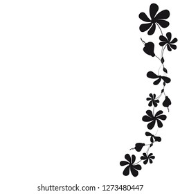 beautiful black flowers, isolated on a white