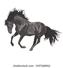 beautiful black horse. gray horse on a white background. Horseback riding. farm. poster card with horses