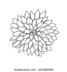Beautiful black line aster flower isolated on a white background. Embroidery hand made style. The effect of stitching and sewing. Can be using for coloring. 