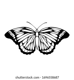 Beautiful Black Outline Vector Butterfly Illustration Stock Vector ...