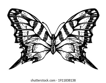 Beautiful black outline vector butterfly illustration isolated on a white background. Detailed realistic sketch of a butterfly. for graphic design, textile production, typography, banner, postcard, co