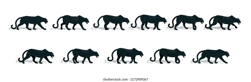 Beautiful black panther, full gait animation cycle.